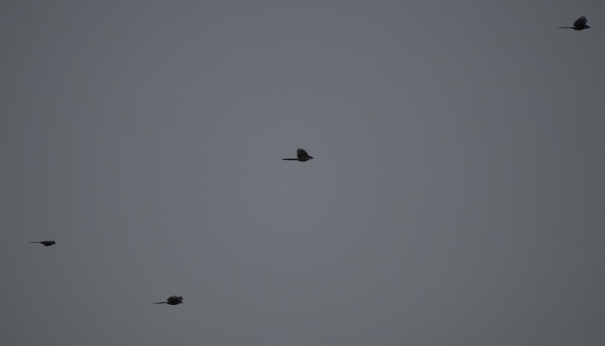 Iberian Magpie - ML642342158