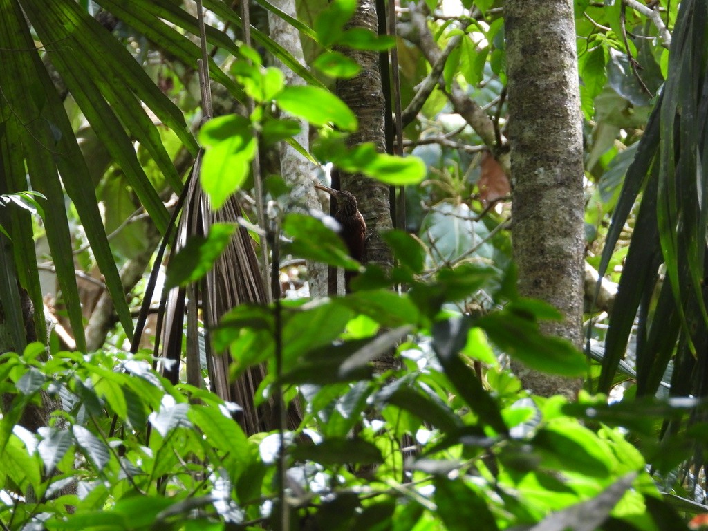 Ivory-billed Woodcreeper - ML642342170