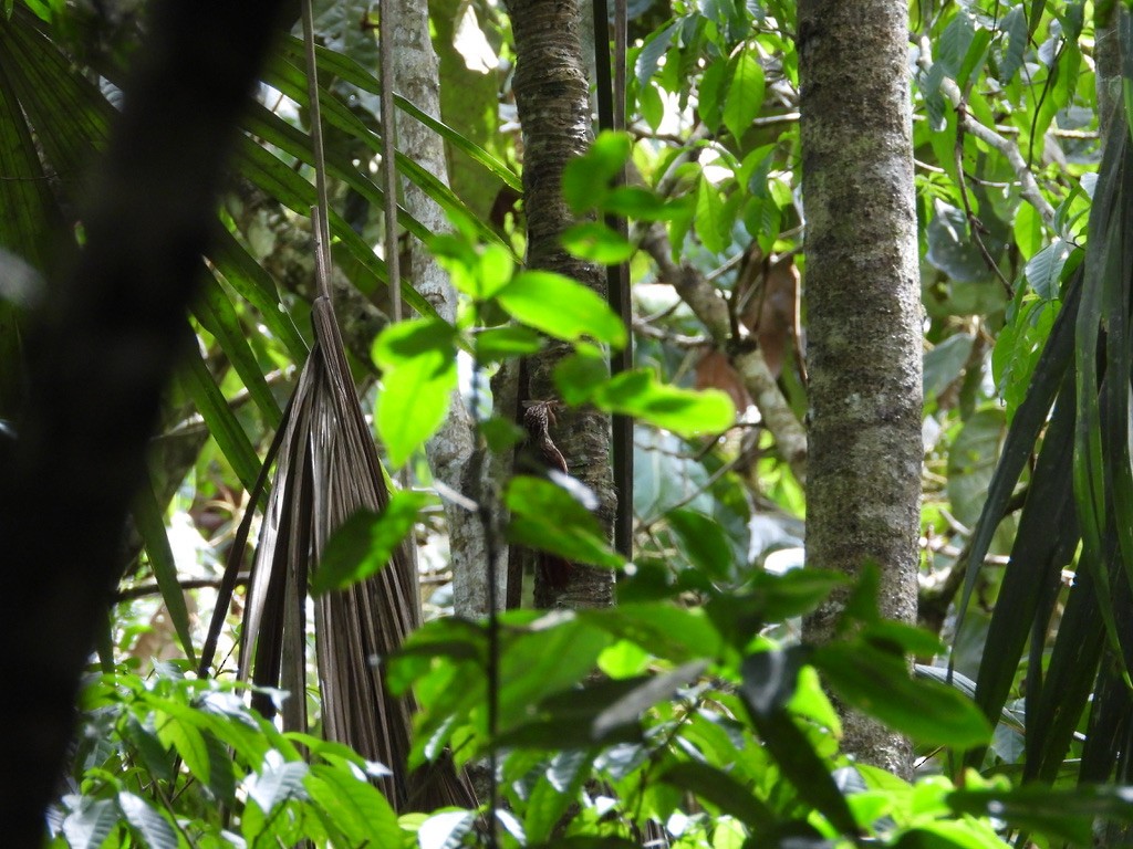 Ivory-billed Woodcreeper - ML642342171
