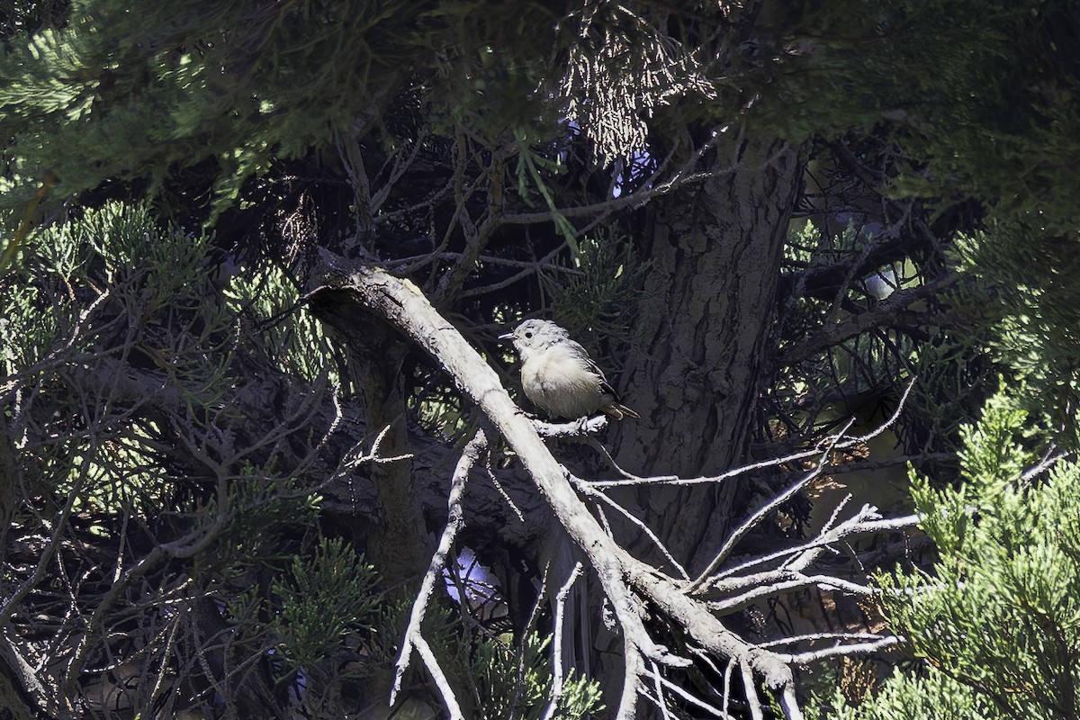 Lucy's Warbler - ML642342176