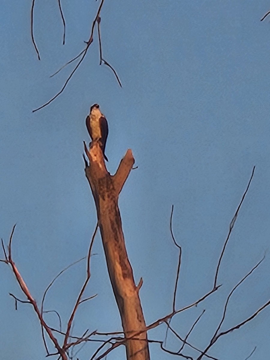 Osprey - ML642342178