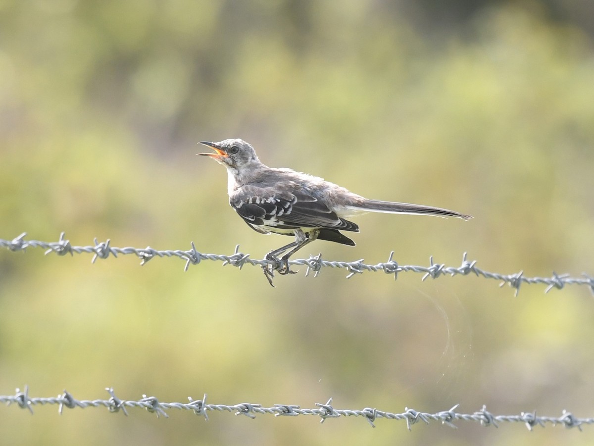 Northern Mockingbird - ML642342190