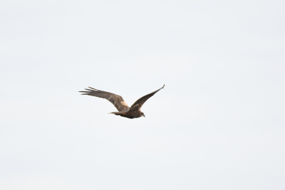 Western Marsh Harrier - ML642342195