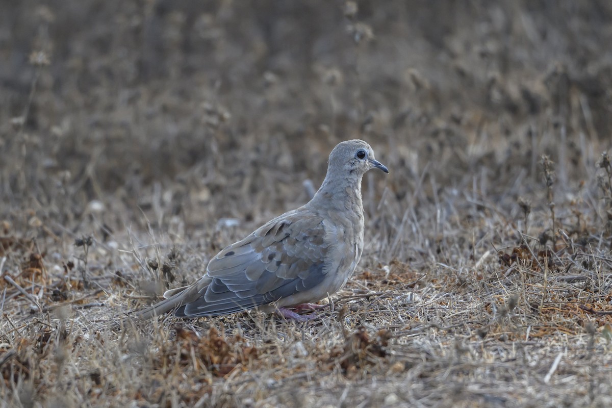 Mourning Dove - ML642342201