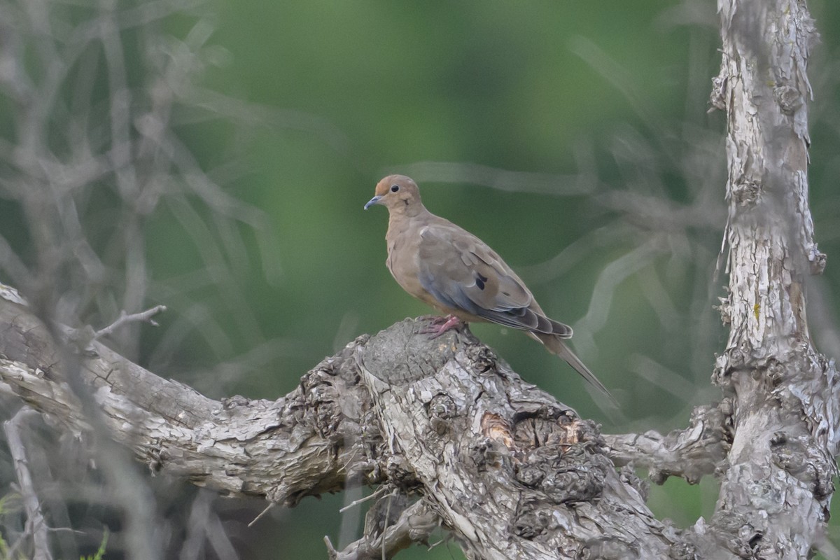Mourning Dove - ML642342202
