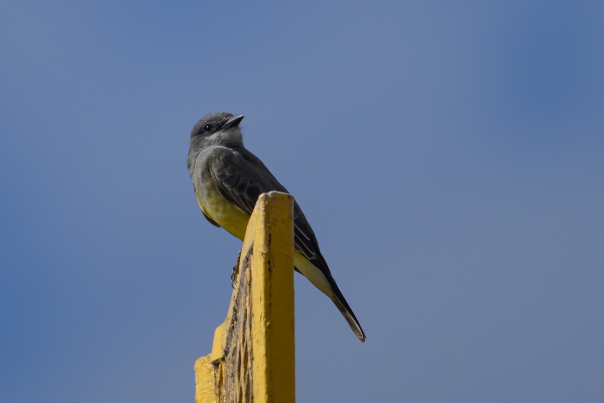 Cassin's Kingbird - ML642342220