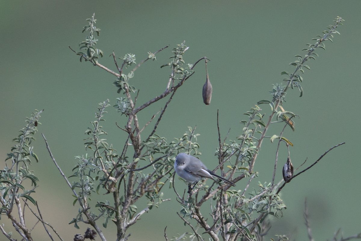 Blue-gray Gnatcatcher - ML642342223