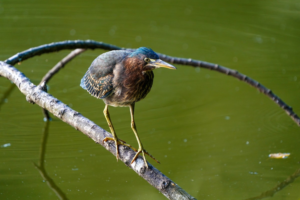 Green Heron - ML642342240
