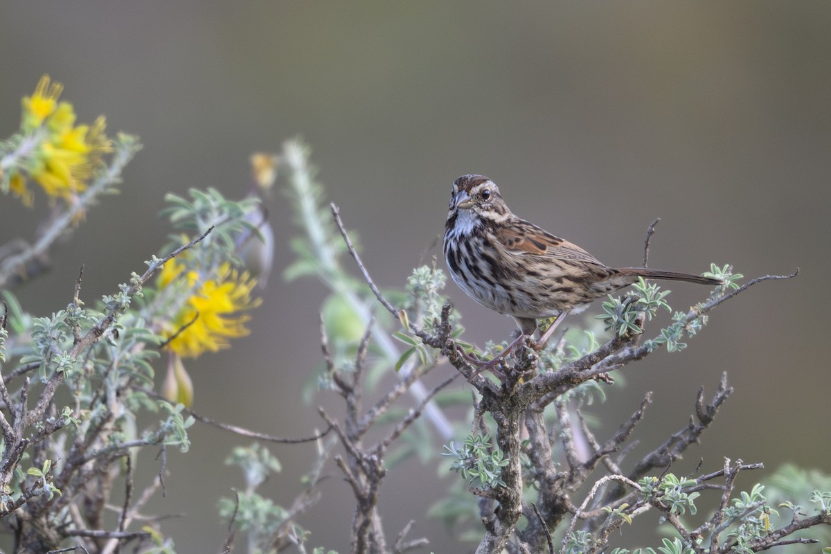 Song Sparrow - ML642342252