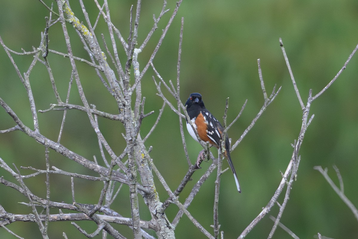 Spotted Towhee - ML642342274