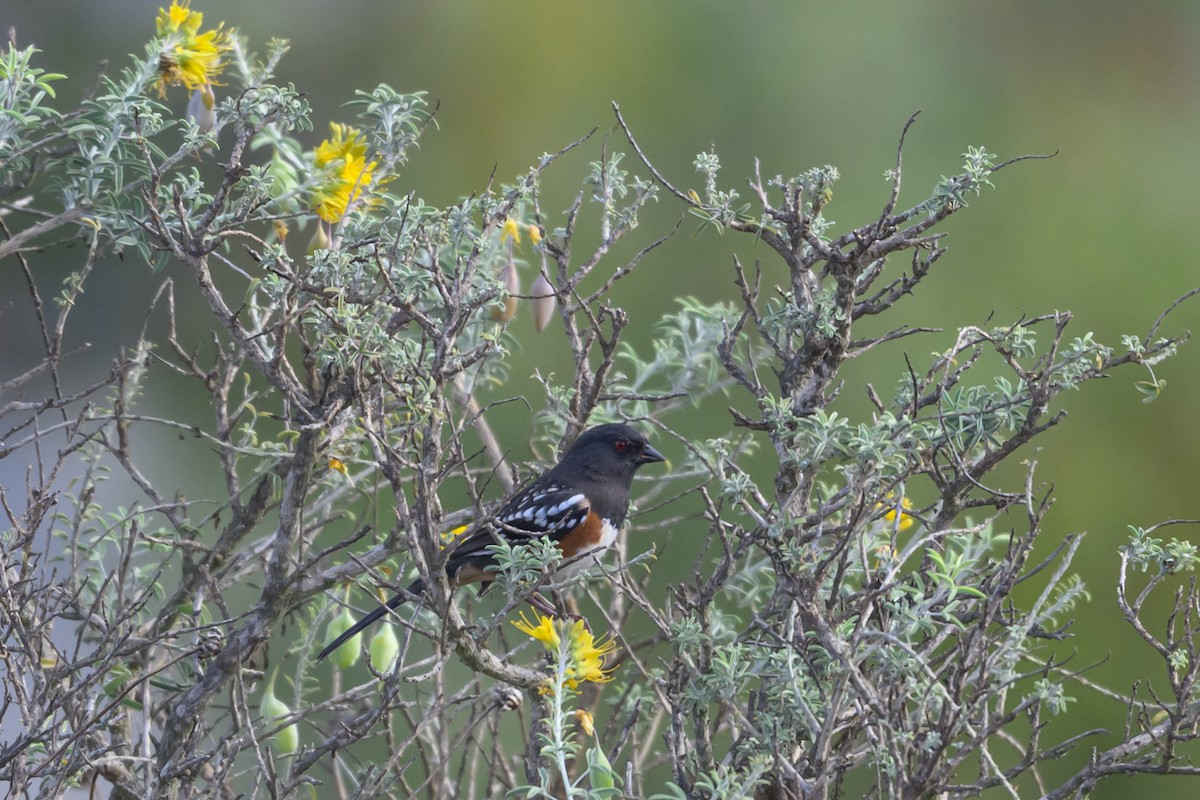 Spotted Towhee - ML642342275