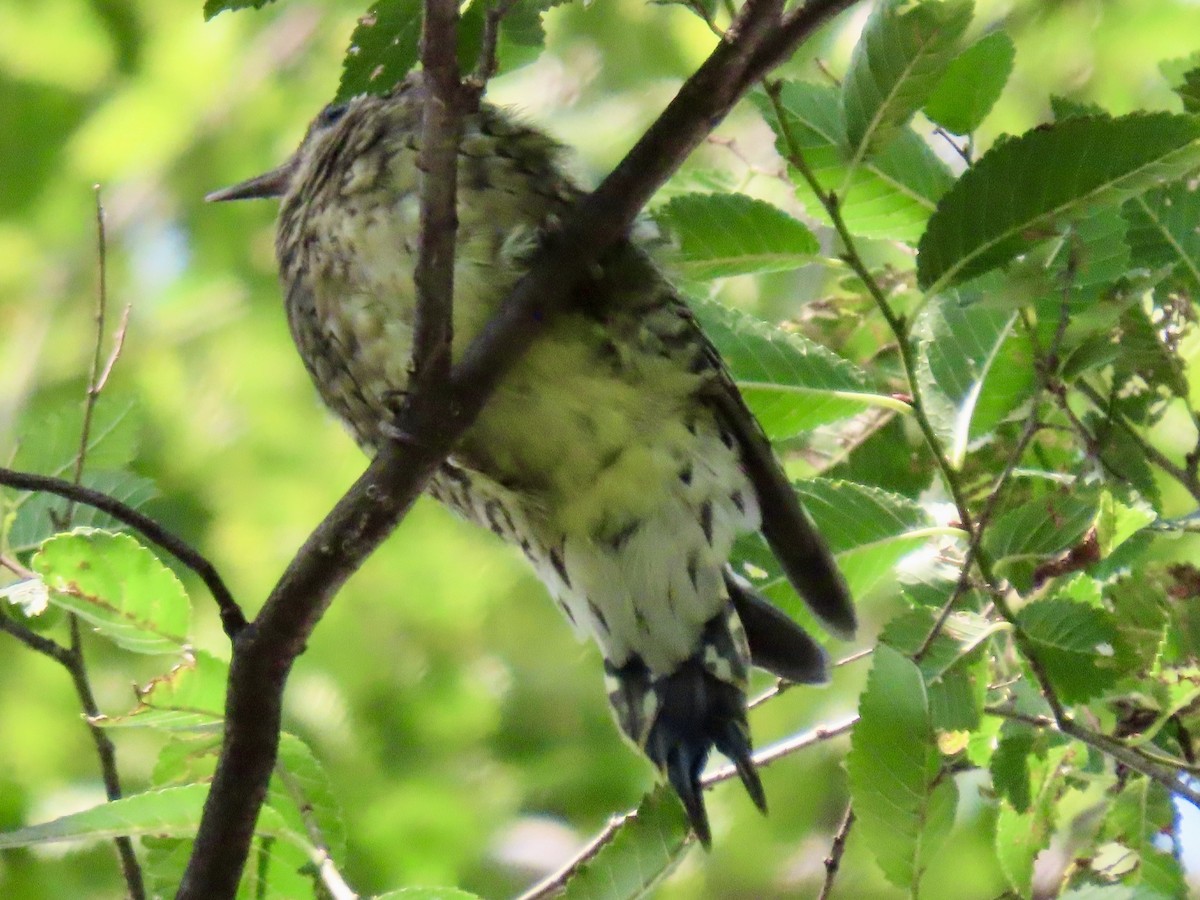 Yellow-bellied Sapsucker - ML642342278