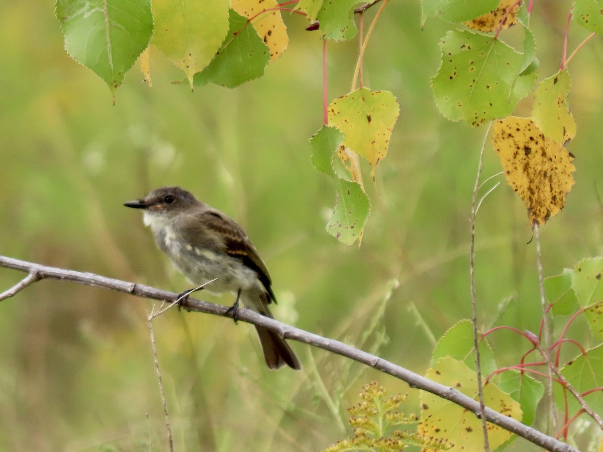 Eastern Phoebe - ML642342299