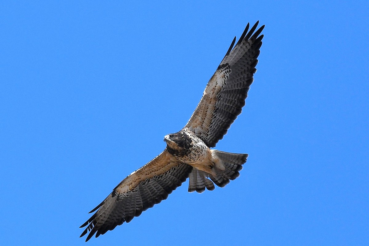 Swainson's Hawk - ML642342343