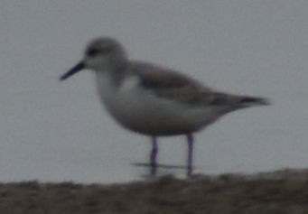 Sanderling - ML642342377