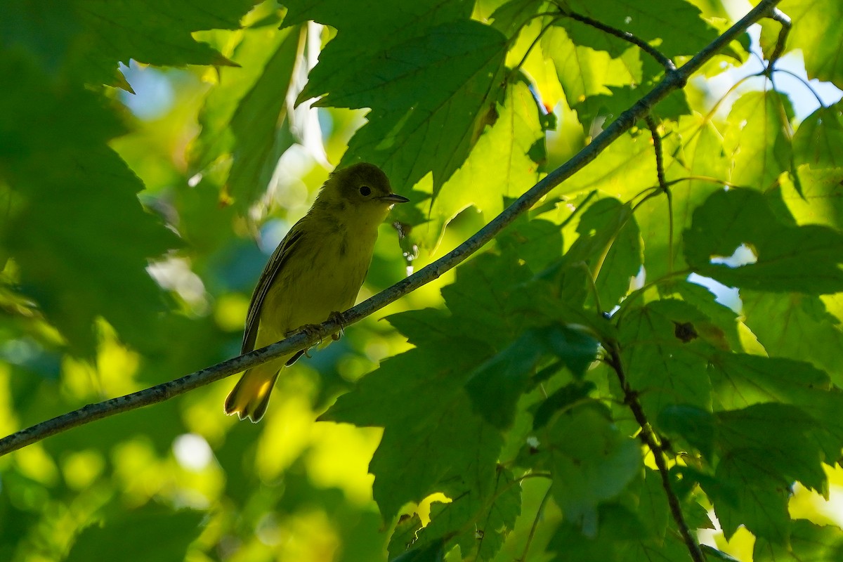 Paruline jaune (groupe aestiva) - ML642342454