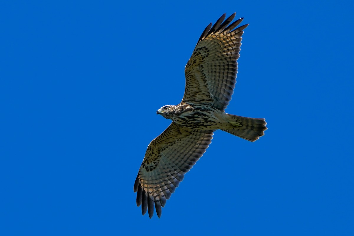Buse à épaulettes - ML642342467