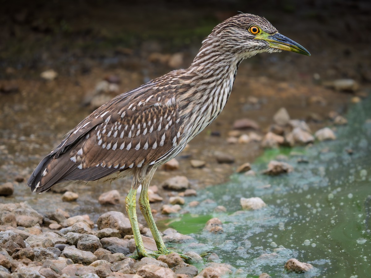 Ногоовор зашин - ML642342469