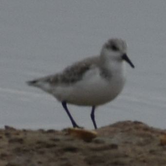 Sanderling - ML642342508