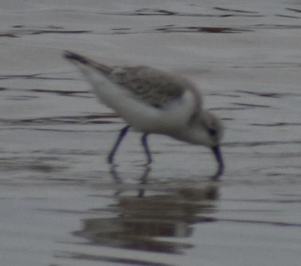 Sanderling - ML642342510
