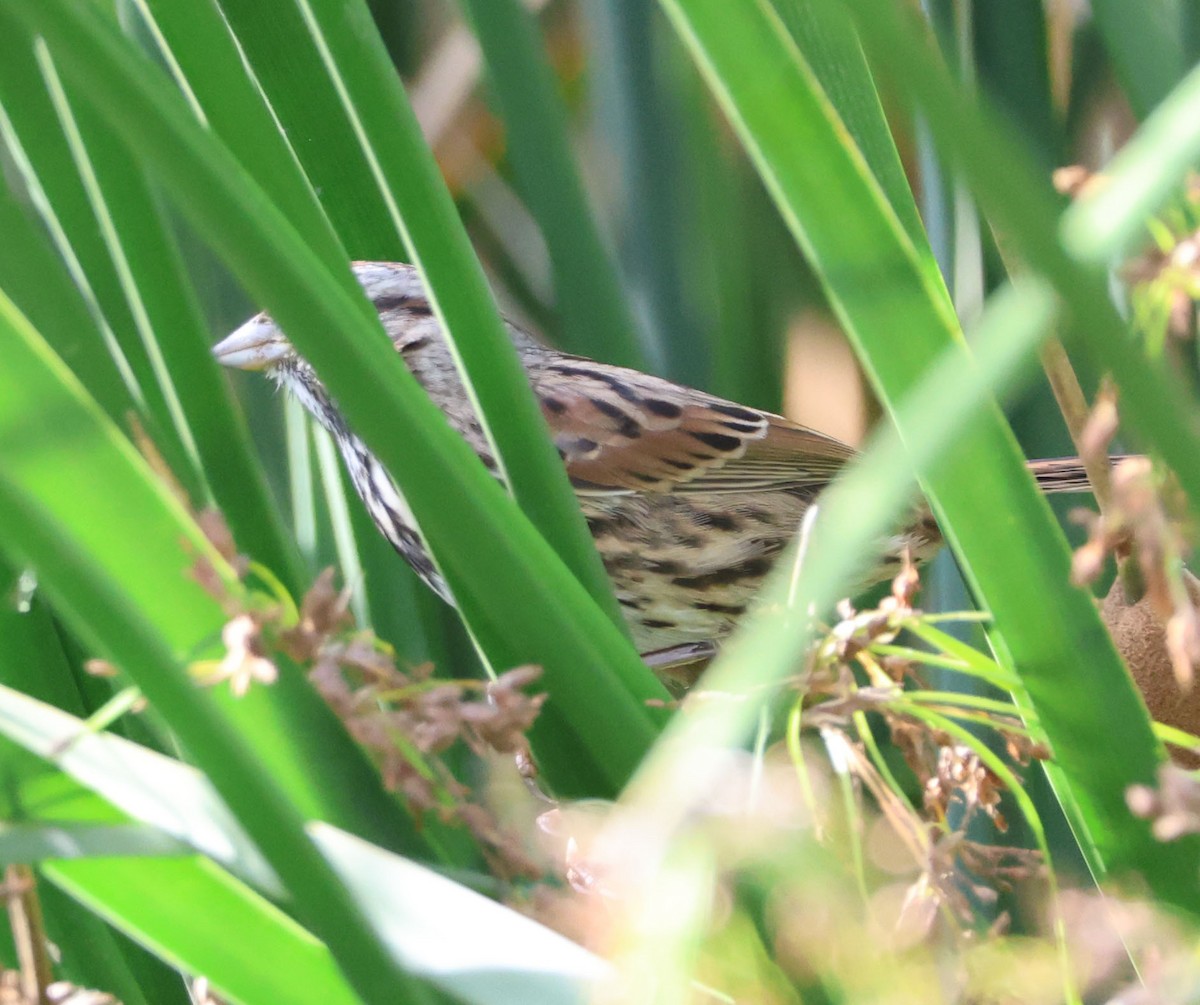 Song Sparrow - ML642342520
