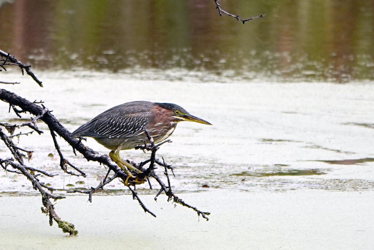 Green Heron - ML642342528
