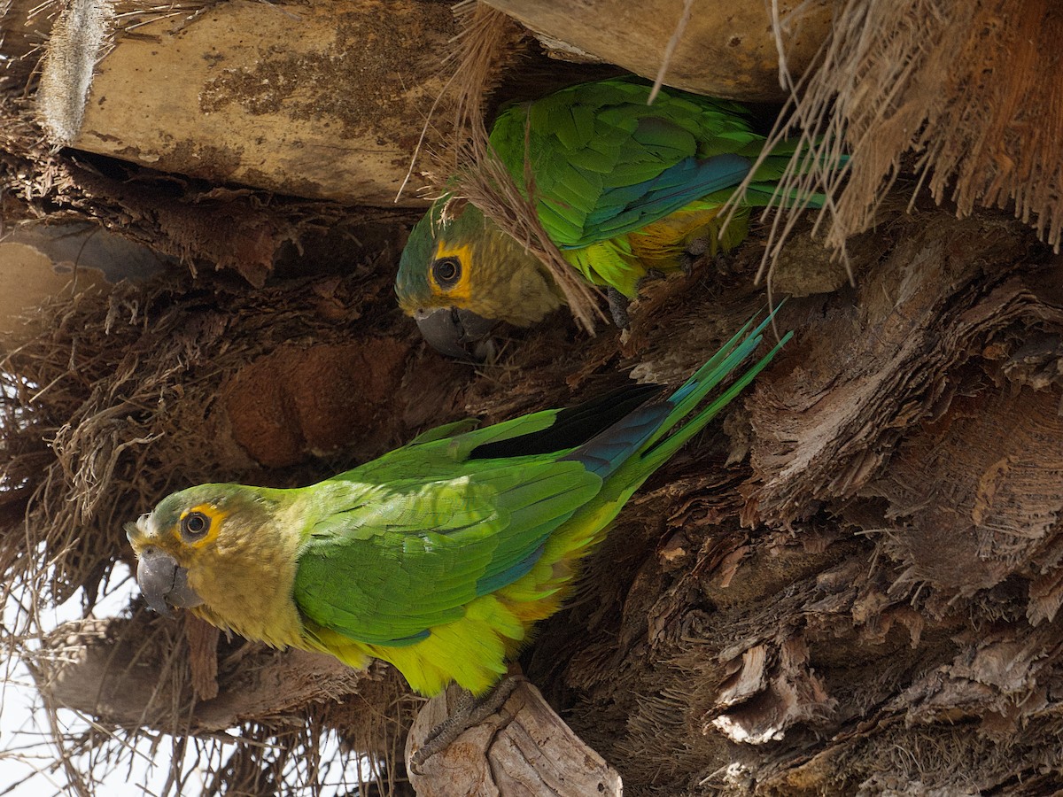 Brown-throated Parakeet - ML642342533