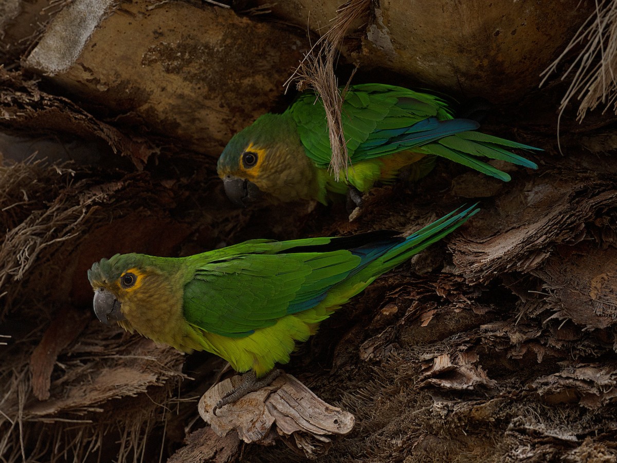 Brown-throated Parakeet - ML642342534