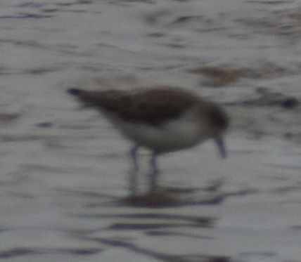 Little Stint - ML642342535