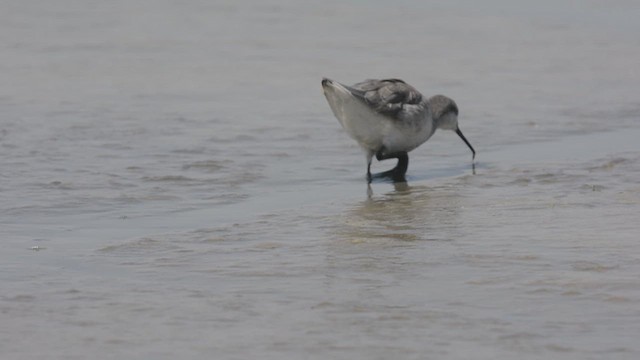 Wilson's Phalarope - ML642342544