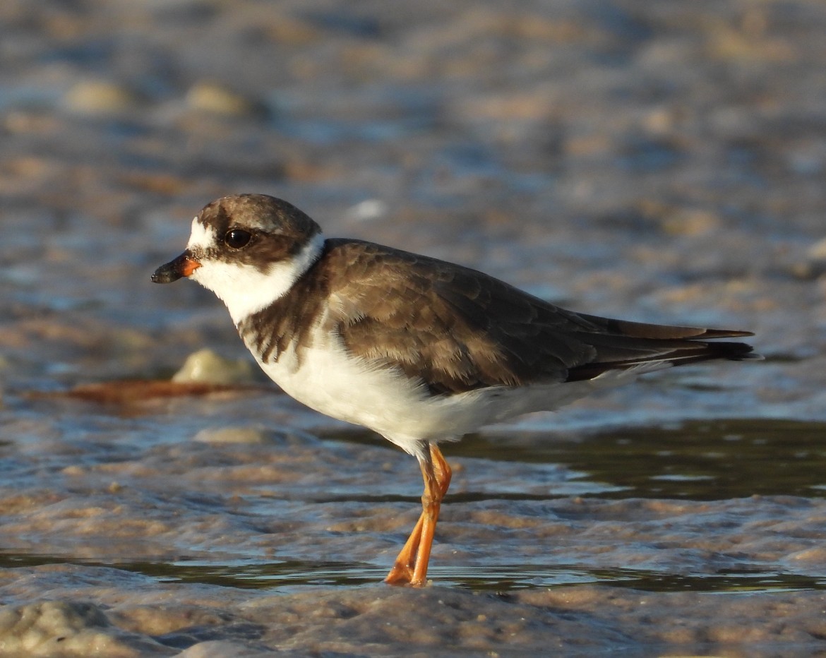 Semipalmated Plover - ML642342639
