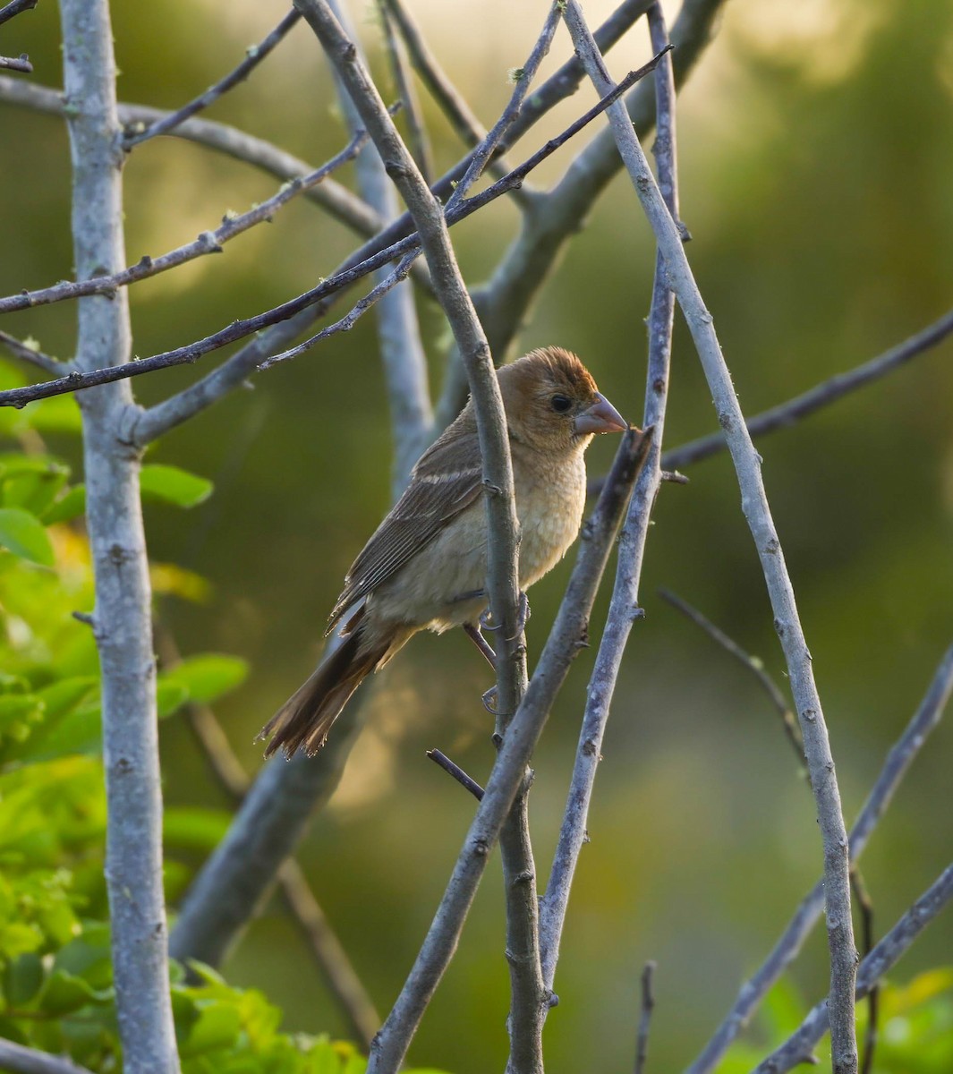 Blue Grosbeak - ML642342648