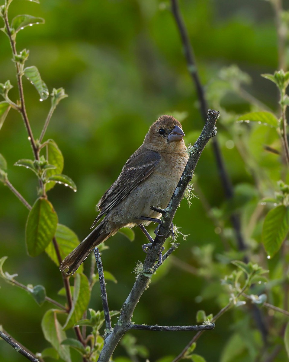 Blue Grosbeak - ML642342649