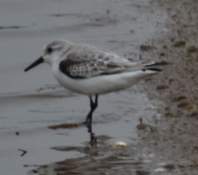 Sanderling - ML642342653