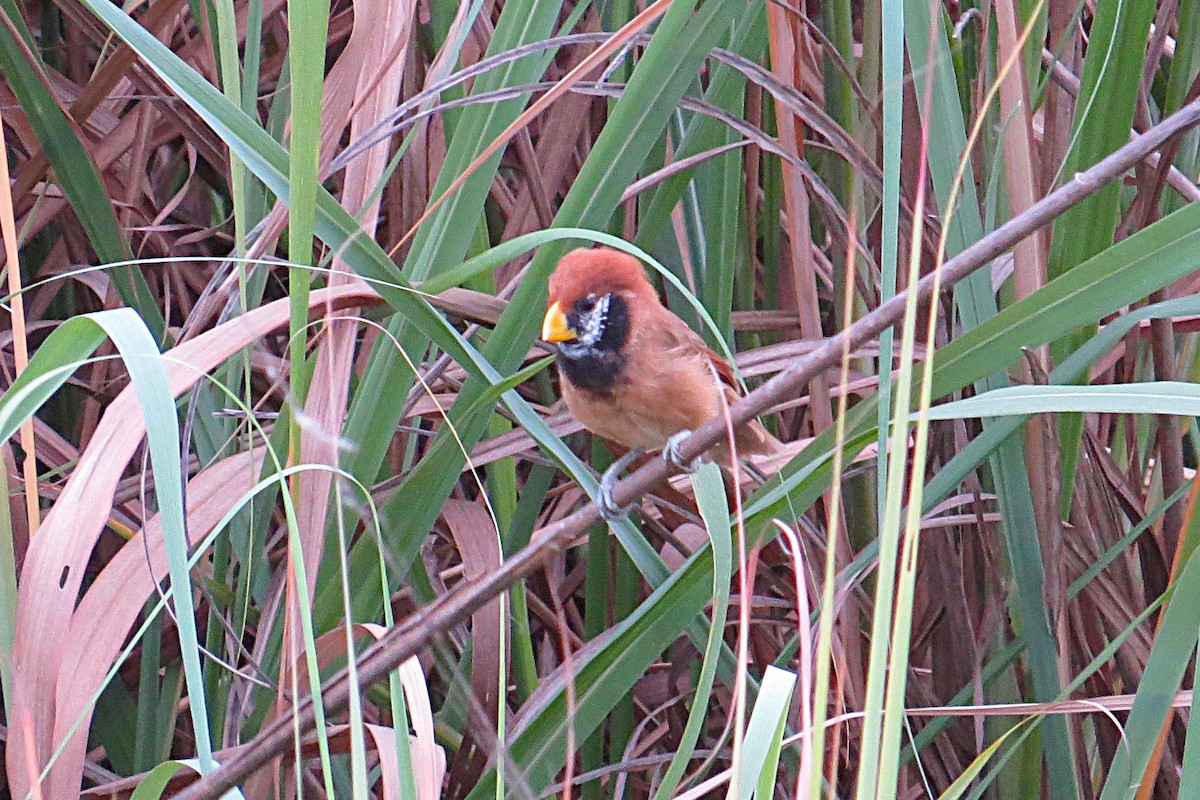 Black-breasted Parrotbill - ML642342654