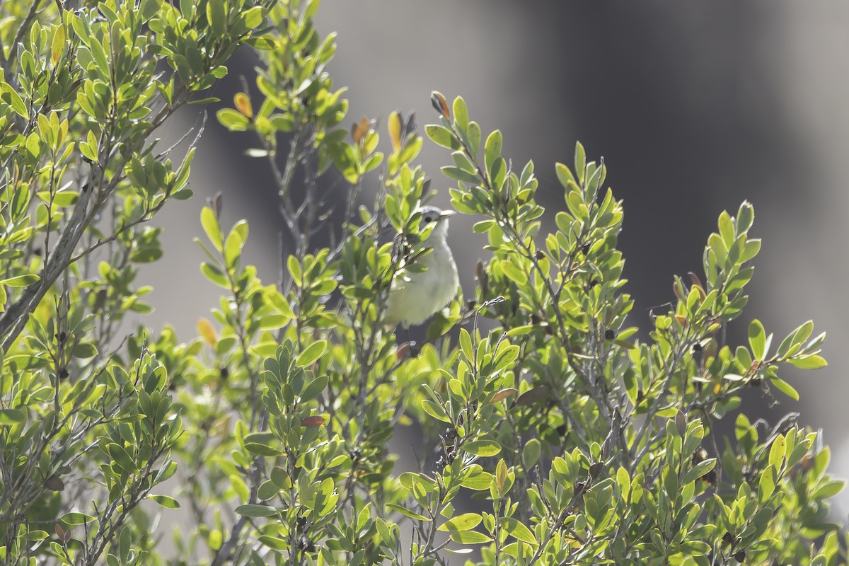 Lucy's Warbler - ML642342659