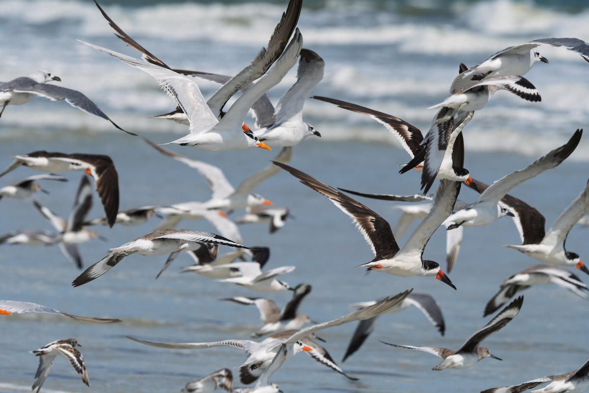 Black Skimmer - ML642342661