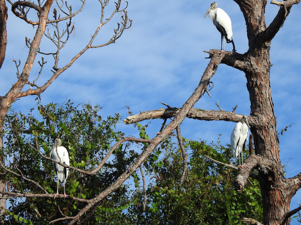 Wood Stork - ML642342692