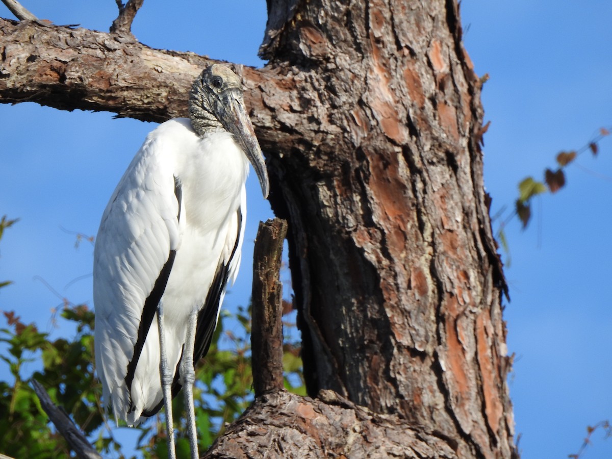 Wood Stork - ML642342693
