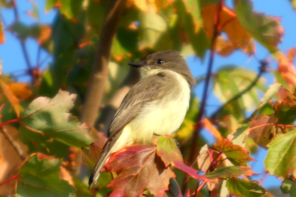Eastern Phoebe - ML642342703