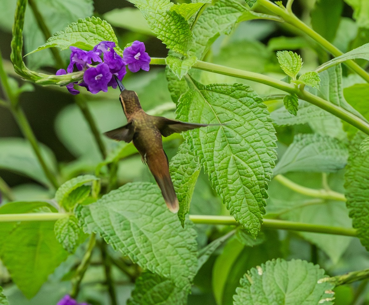 Stripe-throated Hermit - ML642342724