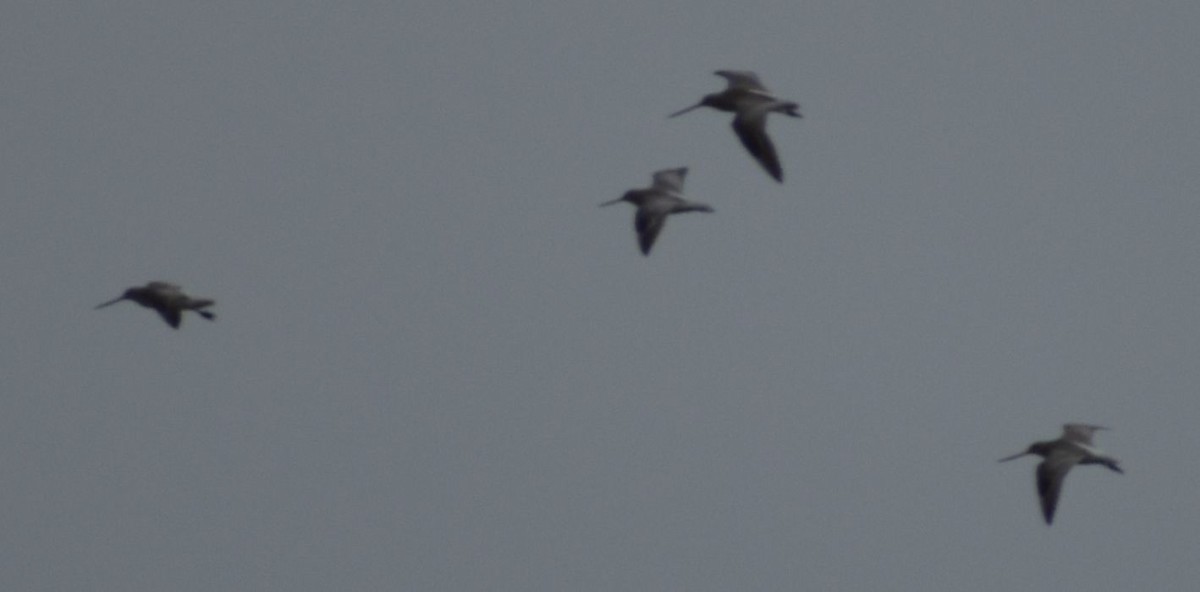 Bar-tailed Godwit - ML642342737