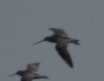 Bar-tailed Godwit - ML642342738