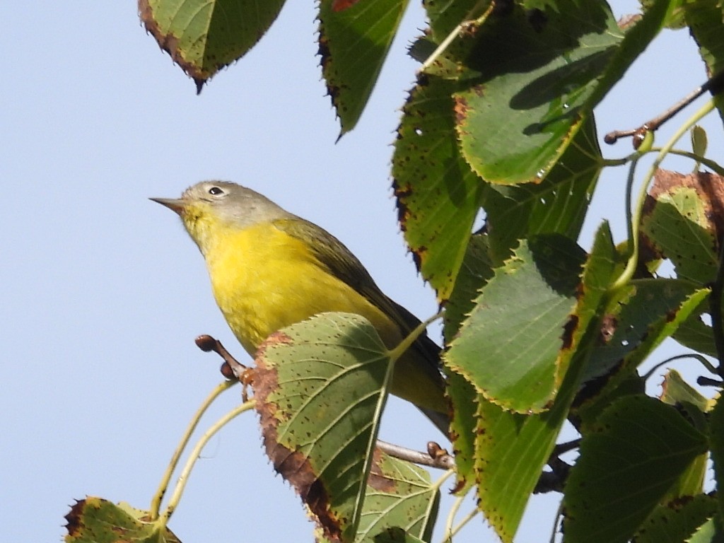 Nashville Warbler - ML642342763