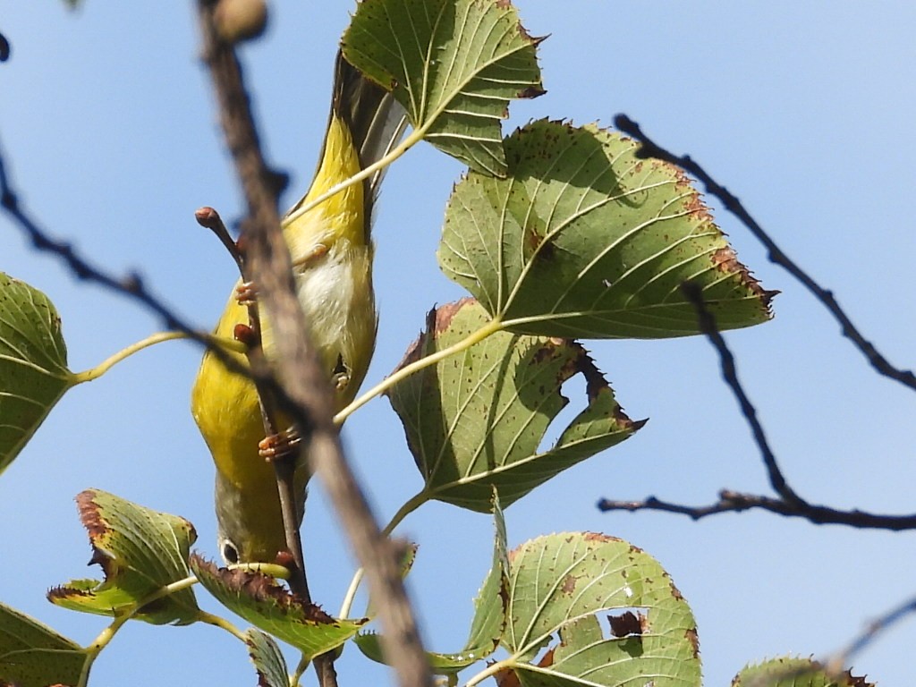 Nashville Warbler - ML642342765