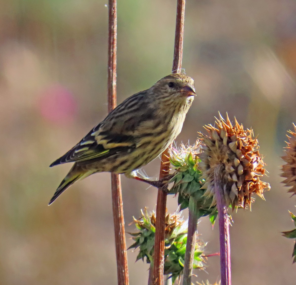 Pine Siskin - ML642342766