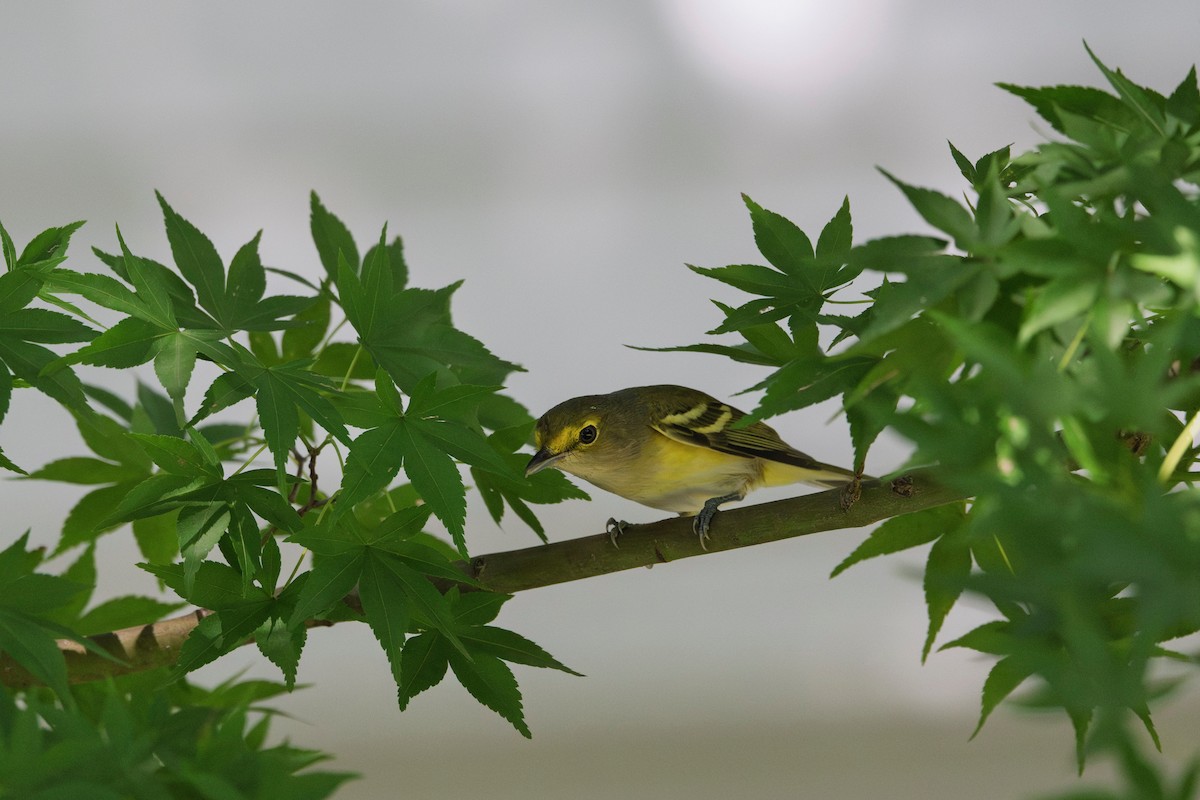 White-eyed Vireo - ML642342790