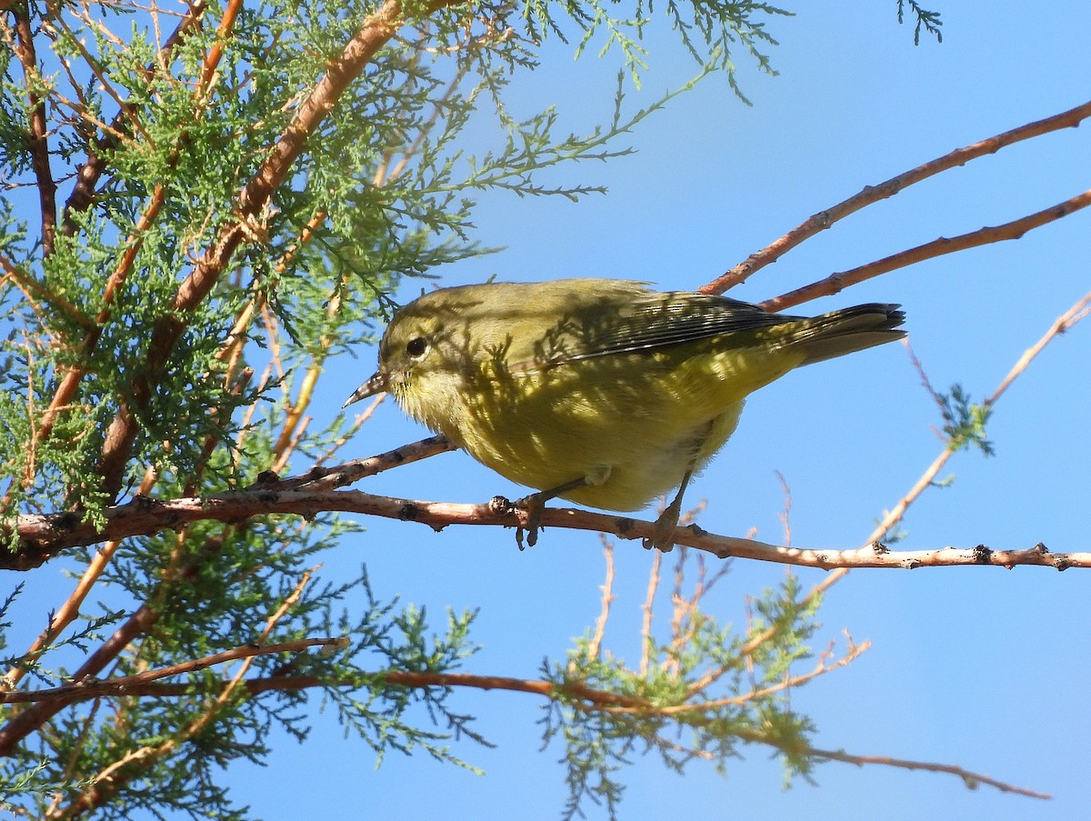 Orange-crowned Warbler - ML642342792