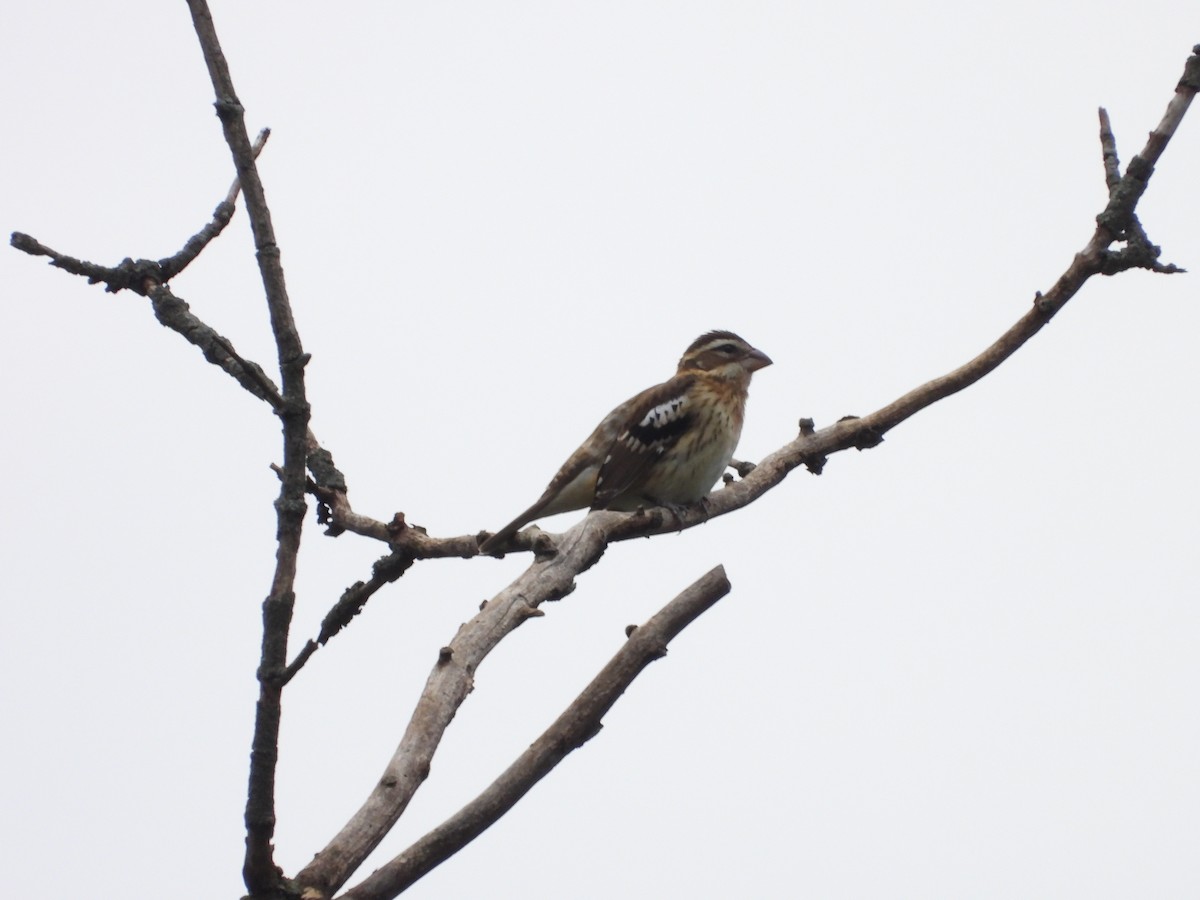 Rose-breasted Grosbeak - ML642342797