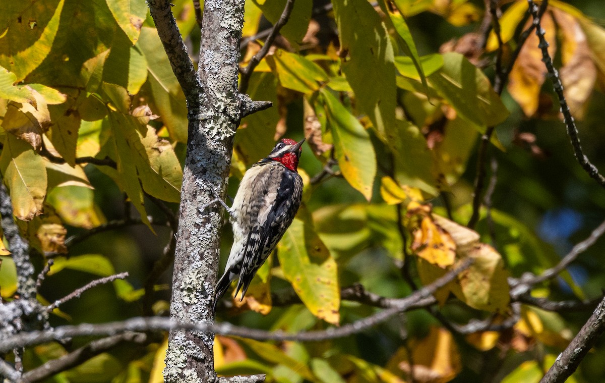 Yellow-bellied Sapsucker - ML642342800